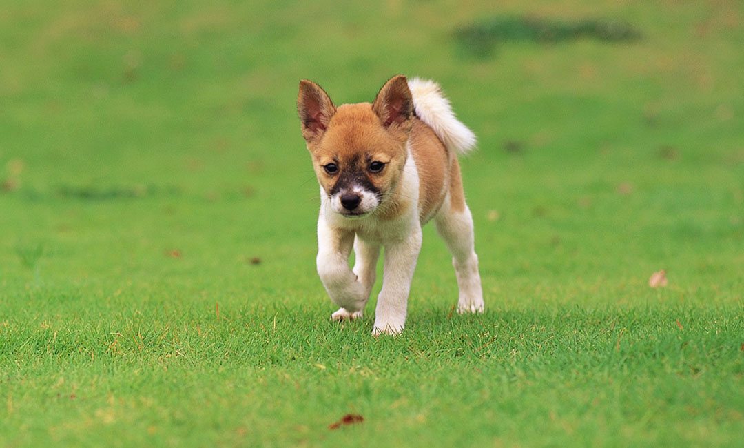 金昌叮叮宠物商业计划书案例